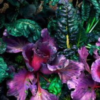 Lika Ramati - Vegetable Garden in Purple