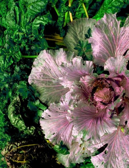 Lika Ramati -Pink Lettuce