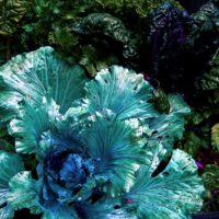 Lika Ramati - Vegetable garden magic Lettuce