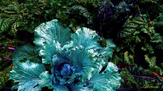 Lika Ramati - Vegetable garden magic Lettuce