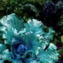 Lika Ramati - Vegetable garden magic Lettuce
