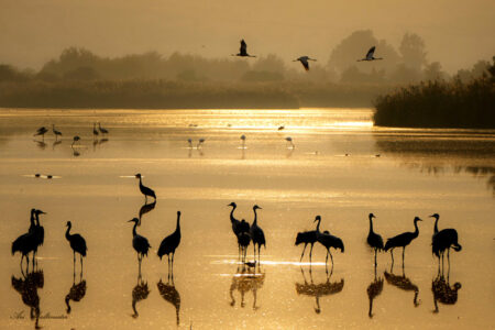 Arik Baltinester- Good Morning Chula Lake