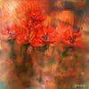 Yoseffa Neuhauser - A MAGICAL BLOOM Original Art. Acrylic on canvas.  50 x 50 cm. Signed.