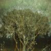 Eduardo Fujii - The Psychology of Trees n.4 Digital Print, 26.9" x 20.2",  68.32 x 51.30 cm. Signed.