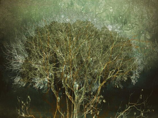 Eduardo Fujii - The Psychology of Trees n.4 Digital Print, 26.9" x 20.2",  68.32 x 51.30 cm. Signed.