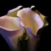 Irit Rotrubin - White Calla Flower Quality printing on canvas, glass, or wood. 70 x 100 cm. Signed manually.