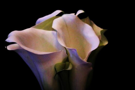 Irit Rotrubin - White Calla Flower Quality printing on canvas, glass, or wood. 70 x 100 cm. Signed manually.