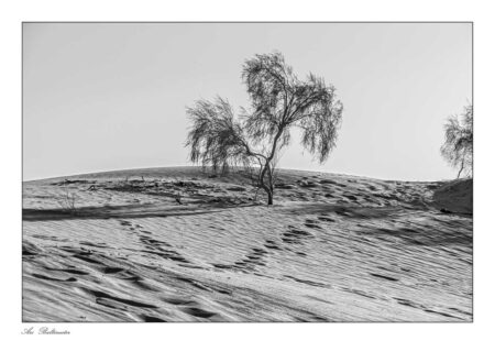 Ari Baltinester - Traces are looking for the way Samar Dune.