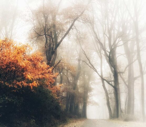 Maddi Ring - AUTUMN GOLD MIST  Fine Art Photography. 30 x 24 inches. 76.2 x 60.96 cm Limited edition. Manually signed and numbered.  This image was captured when autumnal colors were at their peak, yet an autumn rainstorm had softened the trees, leaves, and road surface in a northeast U.S. park. In this case, it was my iPhone that allowed me to seize the opportunity and then further enhance the image to where it is now.  It is printed on aluminum (high gloss surface), is ready to hang, and will be hand-signed on a limited edition label on the back. A certificate regarding the print number and size of the edition (10) will be enclosed in the package. Other sizes are available on request.