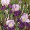 Rebecca Gabriel - Irises Original Art. Oil, pastel, mixed media on canvas. 20" x 16," 50.8 x 40.64 cm . Signed.