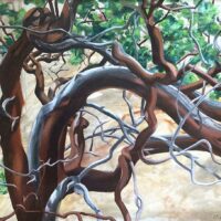 Rebecca Gabriel - Manzanita Original Art. Oil on canvas. 20” x 24,” 50.8 x 60.96 cm . Signed.