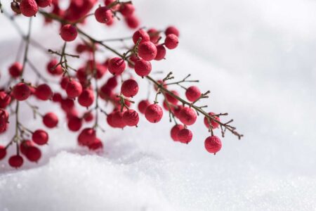 Dotan Maor - Red Snow