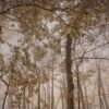 Maddi Ring - TREETOPS  Fine Art Photography. 16 x 24 inches. 40.64 x 60.96 cm Limited Edition. Manually signed and numbered.  This image was captured when autumnal colors were at their peak, yet an autumn rainstorm had softened the tree and leaf colors in a northeast U.S. park. The saying goes that "the best camera is the one you have with you." In this case, my iPhone allowed me to seize the opportunity and then further enhance the image to where it is now.   It is printed on aluminum (high gloss surface), is ready to hang, and will be hand-signed on a limited edition label on the back. A certificate regarding the print number and size of the edition (10) will be enclosed in the package. Other sizes are available on request.