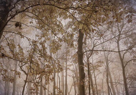 Maddi Ring - TREETOPS  Fine Art Photography. 16 x 24 inches. 40.64 x 60.96 cm Limited Edition. Manually signed and numbered.  This image was captured when autumnal colors were at their peak, yet an autumn rainstorm had softened the tree and leaf colors in a northeast U.S. park. The saying goes that "the best camera is the one you have with you." In this case, my iPhone allowed me to seize the opportunity and then further enhance the image to where it is now.   It is printed on aluminum (high gloss surface), is ready to hang, and will be hand-signed on a limited edition label on the back. A certificate regarding the print number and size of the edition (10) will be enclosed in the package. Other sizes are available on request.