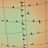 Michael J Duke | Birds On A Wire, 2016 Fine art photography. Quality print on matt paper mounted on 5mm PVC 05cm X 80cm x 60cm. Limited edition, signed and numbered 1/10.