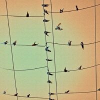 Michael J Duke | Birds On A Wire, 2016 Fine art photography. Quality print on matt paper mounted on 5mm PVC 05cm X 80cm x 60cm. Limited edition, signed and numbered 1/10.