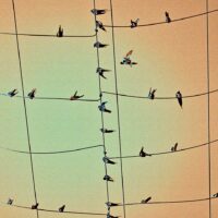 Michael J Duke | Birds On A Wire, 2016 Fine art photography. Quality print on matt paper mounted on 5mm PVC 05cm X 80cm x 60cm. Limited edition, signed and numbered 1/10.