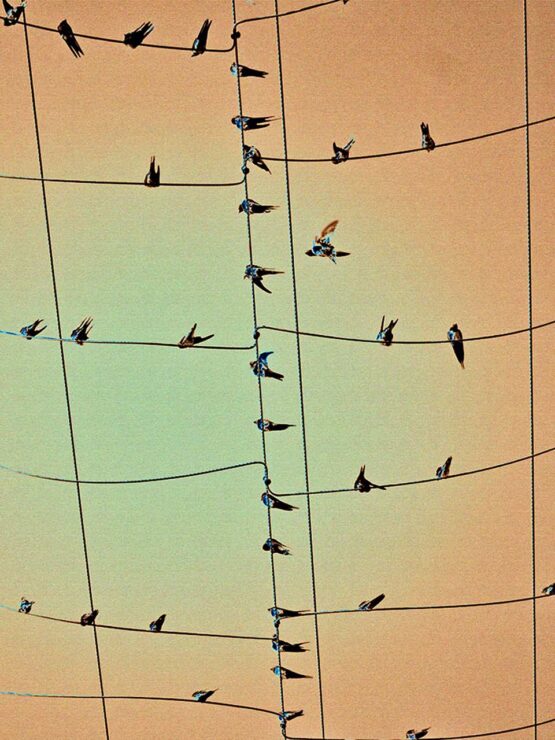 Michael J Duke | Birds On A Wire, 2016 Fine art photography. Quality print on matt paper mounted on 5mm PVC 05cm X 80cm x 60cm. Limited edition, signed and numbered 1/10.