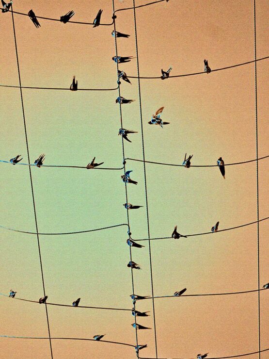 Michael J Duke | Birds On A Wire, 2016 Fine art photography. Quality print on matt paper mounted on 5mm PVC 05cm X 80cm x 60cm. Limited edition, signed and numbered 1/10.