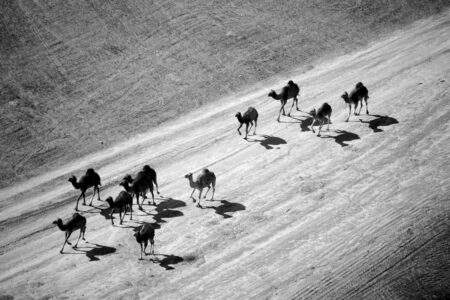 Matya Shick | Humps Desolate, 2017 Photography. Quality print on Glossy photo paper. 70 x 100 cm. Signed Manually.