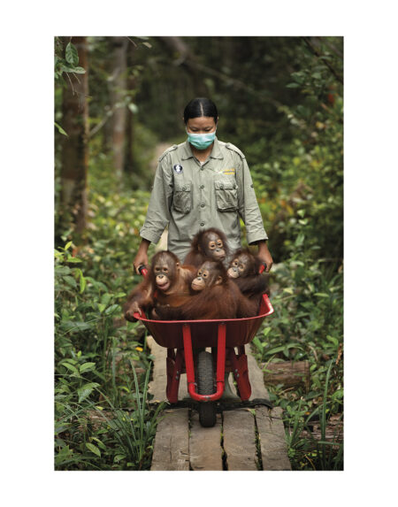 Mark Edward Harris | “Orphaned Orangutans on The Path to Jungle School” Borneo 2019. 11x14 inches / 27.94 x 35.56 cm. Fine Art Photography. Archival pigment print. Open edition. Signed on Back. Unframed. 