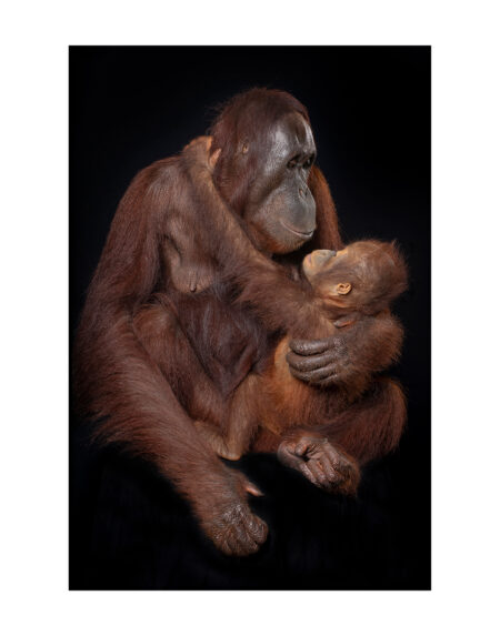 Mark Edward Harris | “Binti and Her Son Adi,” Singapore Zoo. 2018. 11x14 inches / 27.94 x 35.56 cm. Fine Art Photography. Archival pigment print. Open edition. Signed on Back. Unframed.