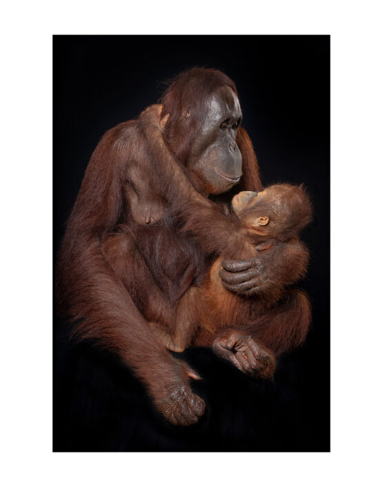 Mark Edward Harris | “Binti and Her Son Adi,” Singapore Zoo. 2018. 11x14 inches / 27.94 x 35.56 cm. Fine Art Photography. Archival pigment print. Open edition. Signed on Back. Unframed.