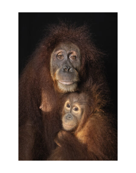 Mark Edward Harris | “Chomel and Her Son Putra,” Singapore Zoo. 2018. 11x14 inches / 27.94 x 35.56 cm. Fine Art Photography. Archival pigment print. Open edition. Signed on Back. Unframed.