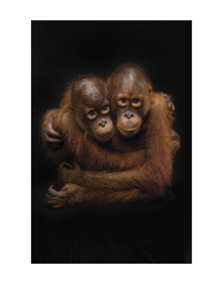 Mark Edward Harris | “Natu and Joko,” Singapore Zoo. 2019. 11x14 inches / 27.94 x 35.56 cm. Fine Art Photography. Archival pigment print. Open edition. Signed on Back. Unframed.