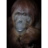 Mark Edward Harris | “Katy,” 2018. International Orangutan Center, Indianapolis. 11x14 inches / 27.94 x 35.56 cm. Fine Art Photography. Archival pigment print. Open edition. Signed on Back. Unframed.