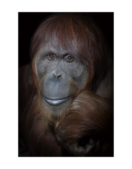 Mark Edward Harris | “Katy,” 2018. International Orangutan Center, Indianapolis. 11x14 inches / 27.94 x 35.56 cm. Fine Art Photography. Archival pigment print. Open edition. Signed on Back. Unframed.