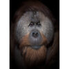 Mark Edward Harris | “Azy,” International Orangutan Center, Indianapolis. 2018. 11x14 inches / 27.94 x 35.56 cm. Fine Art Photography. Archival pigment print. Open edition. Signed on Back. Unframed.