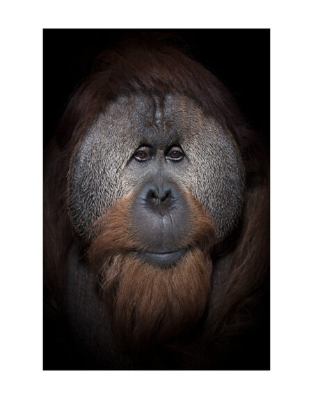 Mark Edward Harris | “Azy". International Orangutan Center. 2018