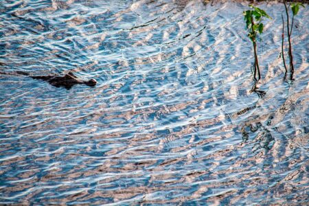 Carla Nunes | Guardian of Pantanal Waters. 2023.